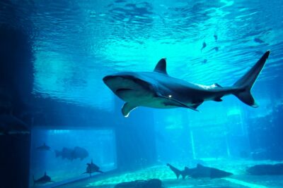 Abulón o Haliotis (Haliotidae)